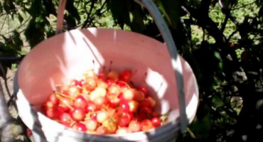 Jak vyrobit zařízení pro sběr třešní z vysokého stromu vlastníma rukama